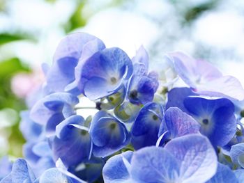 Close-up of purple flowers