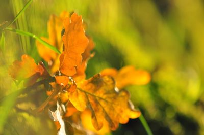 Close-up of orange flower