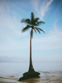 Palm tree by sea against sky