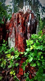 Close-up of plants growing on rock