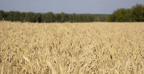 Scenic view of wheat field