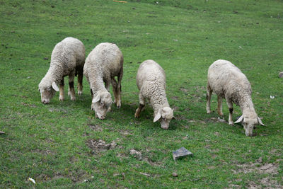 sheep
