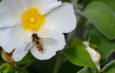 Close-up of spider on flower