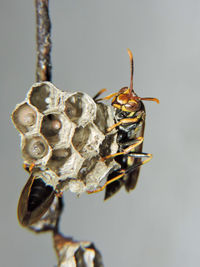 Close-up of insect