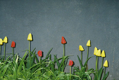 Close-up of red tulips