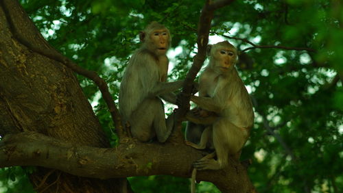 Monkey sitting on tree branch