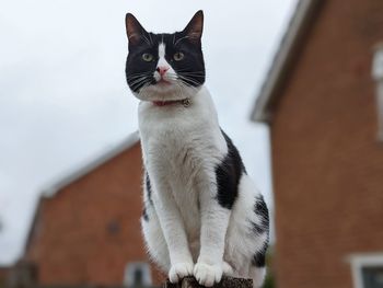 Close-up of cat