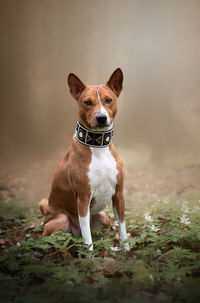 Portrait of dog standing on field