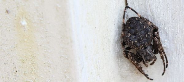 Close-up of insect on white wall