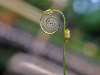 Close-up of lemon hanging from plant