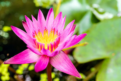 Close-up of pink water lily