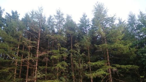 Low angle view of pine trees in forest