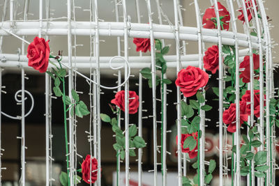 Close-up of red flowers