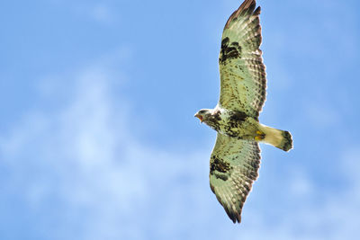 Low angle view of rough-legged buzzard flying against blue sky