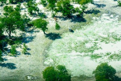 High angle view of trees in forest