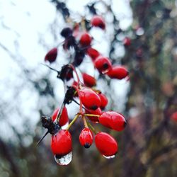 Close-up of cherries on tree against sky