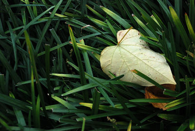 Close-up of fresh green plant