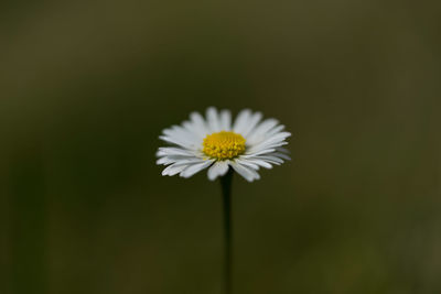 Close-up of white daisy flower