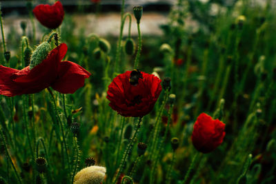 Close-up of red poppy flowers