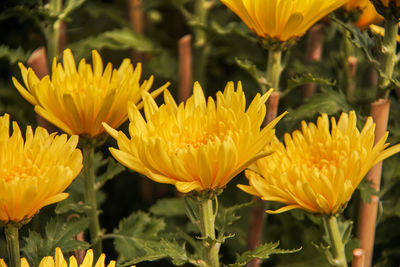 Close-up of fresh yellow flowers in field