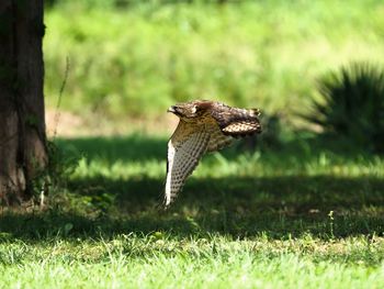 Bird flying over a field