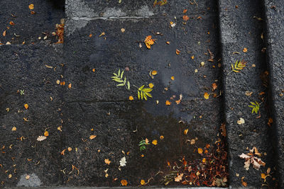 High angle view of dry leaves on wood during autumn