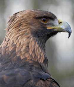 Close-up of eagle