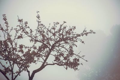 Low angle view of tree branch against sky