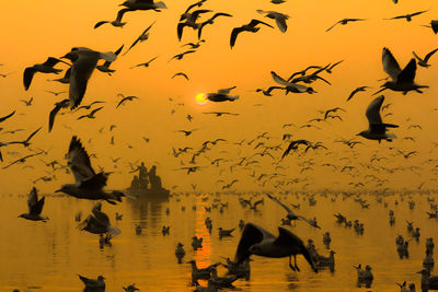 Flock of birds flying against sky during sunset