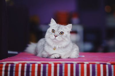 Portrait of cat relaxing on bed at home