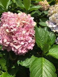 Close-up of pink flowers blooming outdoors