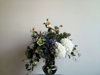 Close-up of flowers over white background