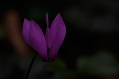 Close-up of pink crocus flower
