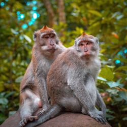Close-up of monkeys sitting on rock in forest