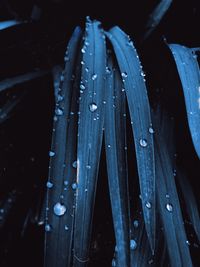 Close-up of water drops on leaf