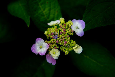 Close-up of purple flowering plant