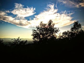 Silhouette of trees at sunset