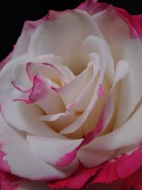 Close-up of pink rose