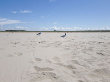 View of seagulls on beach