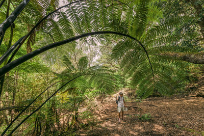 Rear view of man walking in forest