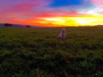 Horse on field against sky during sunset