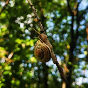 Close-up of snail on tree