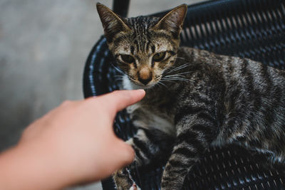 Close-up of hand holding cat