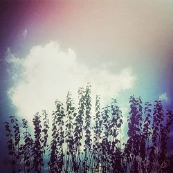 Low angle view of plants against cloudy sky