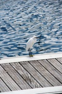 Close-up of white bird perching on pier over lake