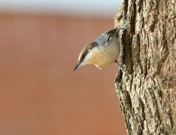 Close-up of bird perching on tree trunk