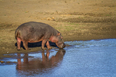 Hippopotamus drinking water from lake