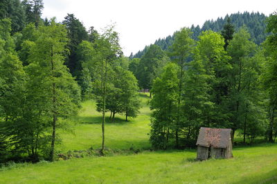 Scenic view of trees on field in forest