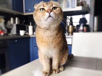 Close-up portrait of a cat