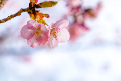 Close-up of pink flower tree against sky